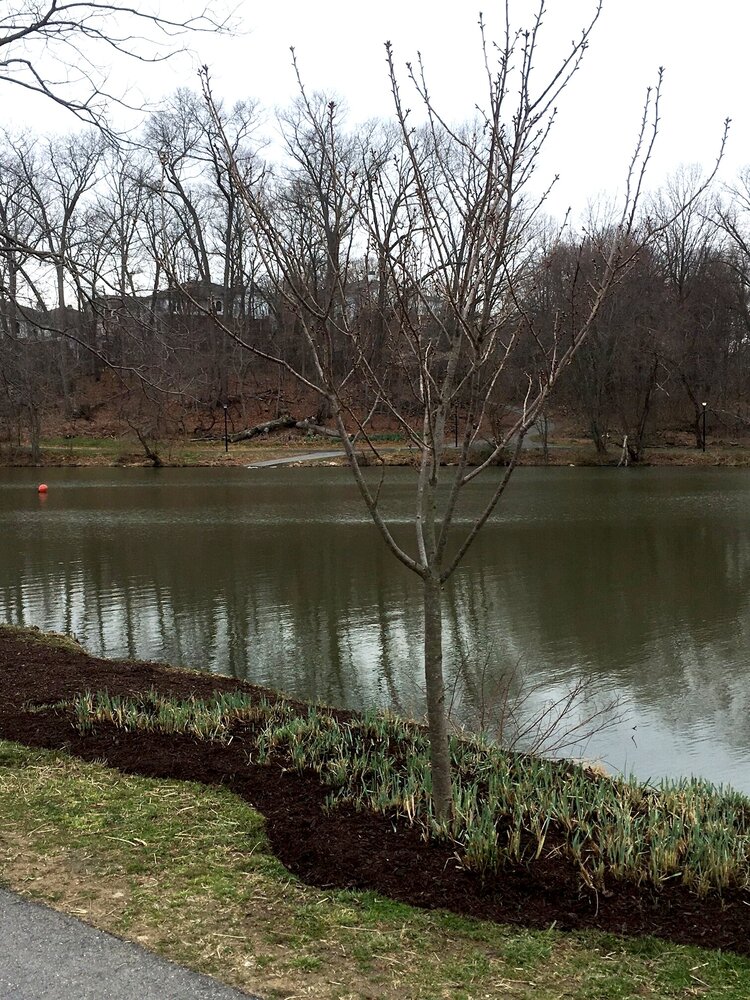 Sponsor a Tree in the Maggie J. Brown Grove on Lake Kittamaqundi – Only 20 Offered