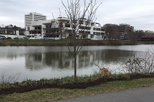 Sponsor a Tree in the Maggie J. Brown Grove on Lake Kittamaqundi – Only 20 Offered